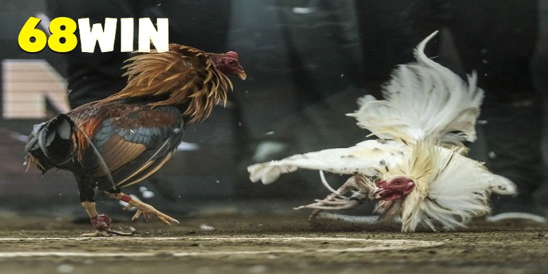 Đá gà 68Win tạo nhịp xem trận cuốn hút
