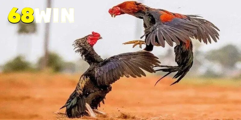 Thao tác chuẩn giúp phiên tham gia ổn định hơn